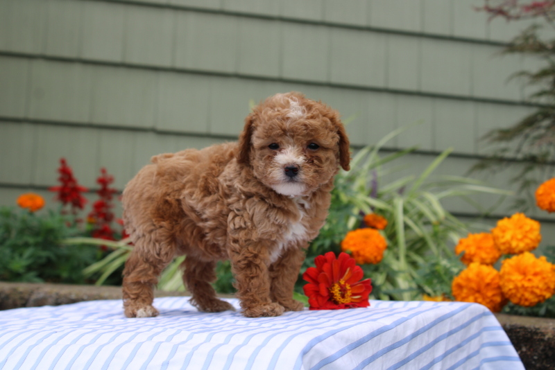 puppy, for, sale, Mini Poodle, Matthew B. Stoltzfus, dog, breeder, Gap, PA, dog-breeder, puppy-for-sale, forsale, nearby, find, puppyfind, locator, puppylocator, aca